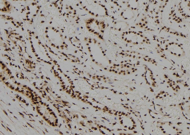 NR2C1 Antibody
