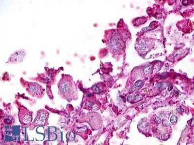 PathPlus™ RXFP4 / GPR100 Antibody (C-Terminus)