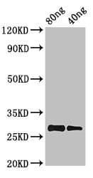 PRL / Prolactin Antibody