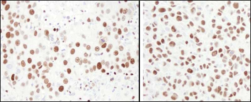 MCM6 Antibody (aa775-C-term)