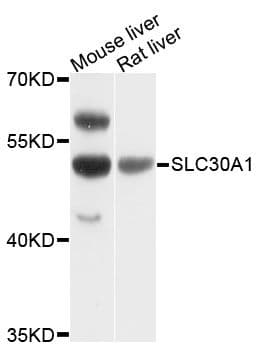 SLC30A1 / ZNT1 Antibody
