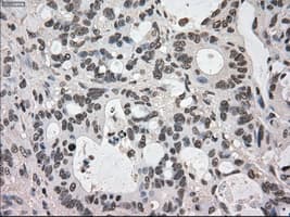 DHFR Antibody (clone OTI3A11, Carrier-free)