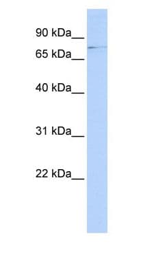 Polyclonal Rabbit anti-Human TIF-IA / RRN3 Antibody (aa575-624, WB)