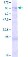 Human NEK3 Protein (Recombinant GST)
