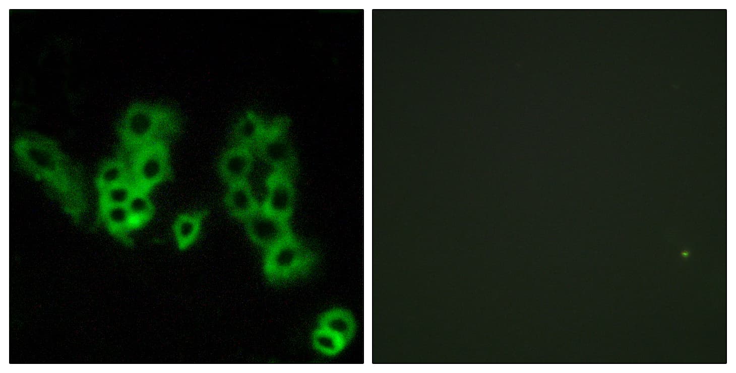 Encephalopsin / OPN3 Antibody (aa161-210)