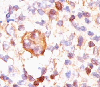 BCL2L1 / BCL-XL Antibody (clone BX006, Azide-free, BSA-free)