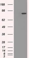 IHC-plus™ Monoclonal Mouse anti-Human CYPOR / POR Antibody (clone 6C4, IHC, IF, WB)