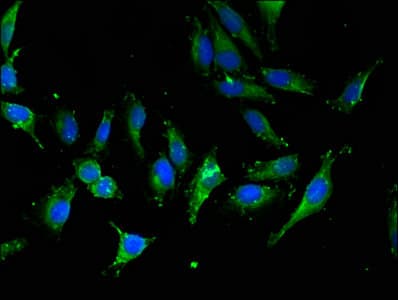 IPO13 / LGL2 Antibody