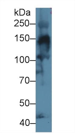 COL4A3 / Tumstatin Antibody (aa1428-1670, APC)