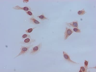 Polyclonal Rabbit anti-Human HIST1H4I Antibody (IHC, IF, WB)