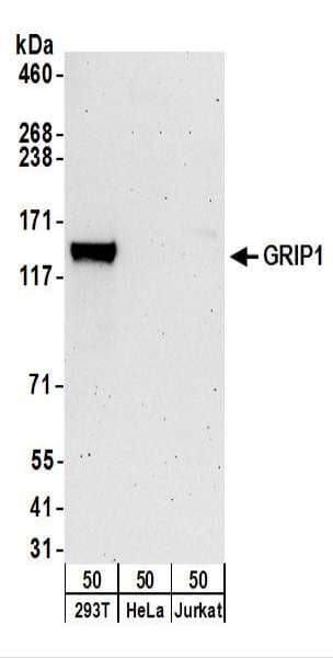IHC-plus™ GRIP1 Antibody (aa1026-1076)
