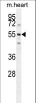 SPATC1 Antibody (aa1-30)