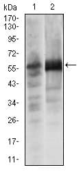 SOX9 Antibody (clone 1B11)