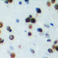 NRIP2 Antibody (N-Terminus)