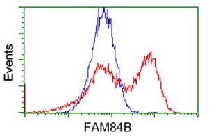 FAM84B Antibody (clone OTI5G5)
