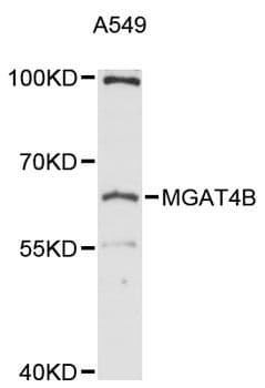 MGAT4B Antibody