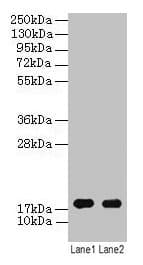 IHC-plus™ ATP5D Antibody