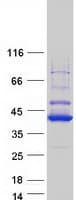 Human LRRC75A / C17orf76 Protein (Recombinant Myc-DDK (Flag))