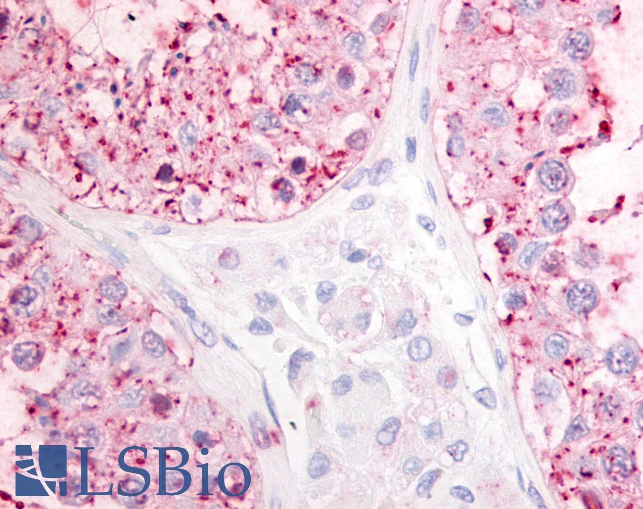 IHC-plus™ GPR68 / OGR1 Antibody (Cytoplasmic Domain)