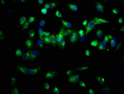 PAL / PAM Antibody