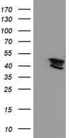 KCNAB1 Antibody (clone OTI3G3)