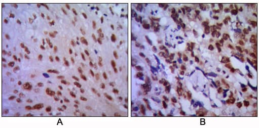 CDK1 / CDC2 Antibody (clone 8C5A6)