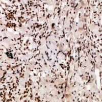 PPAN Antibody