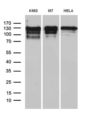 Monoclonal Mouse anti-Human NCOA7 Antibody (clone OTI1E12, WB)