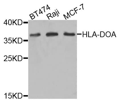 HLA-DOA Antibody