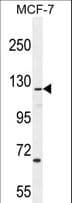 Polyclonal Rabbit anti-Human CASKIN2 Antibody (aa714-741, IHC, WB)