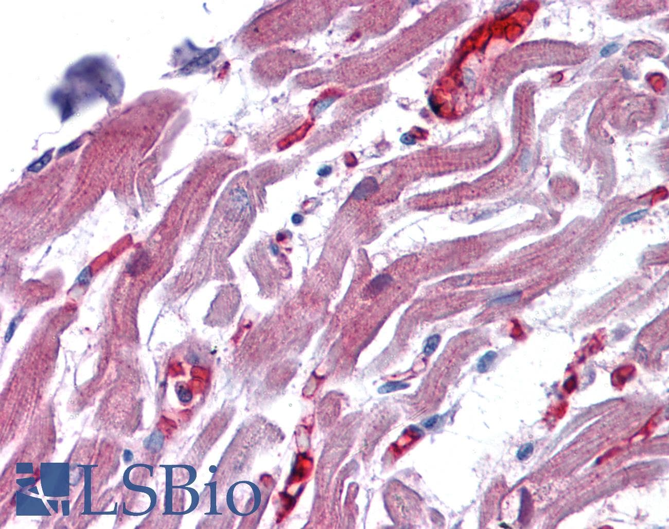 IHC-plus™ Polyclonal Goat anti-Human MRNP41 / RAE1 Antibody (aa357-368, IHC, WB)