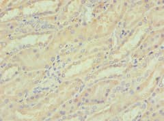 CREB3 / LZIP Antibody (aa1-230)