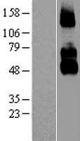 NGFR / CD271 / TNR16 Protein (Over-Expression Lysate Myc-DDK (Flag))