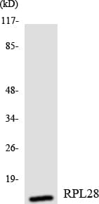 RPL28 / Ribosomal Protein L28 Antibody (aa28-77)