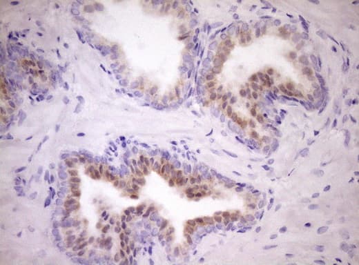 Monoclonal Mouse anti-Human WIBG Antibody (clone OTI1E10, IHC, WB)