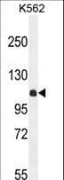 KIAA1324L Antibody (aa109-138)