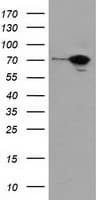 SAMHD1 Antibody (clone 2D7, Carrier-free)