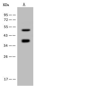 IDO1 / IDO Antibody (Preservative Free)