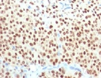 SOX10 Antibody (clone SBX10-1)