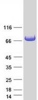 Human GYG2 Protein (Recombinant Myc-DDK (Flag))