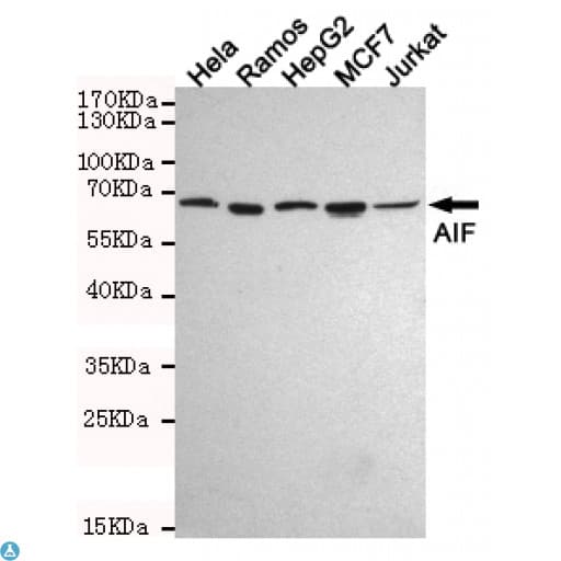 AIFM1 / AIF / PDCD8 Antibody