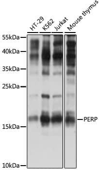 PERP Antibody