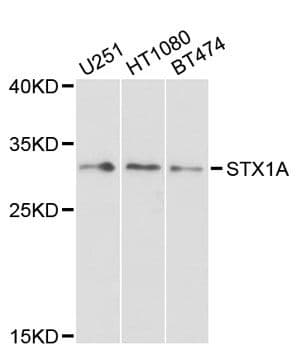 Polyclonal Rabbit anti-Human STX1A / Syntaxin 1A Antibody (IHC, WB)