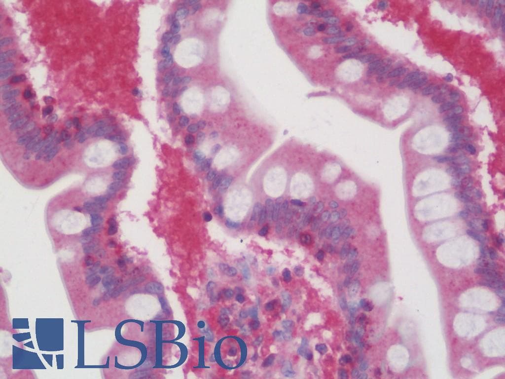 IHC-plus™ 4E-BP2 / EIF4EBP2 Antibody (aa87-115)