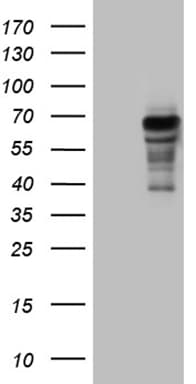 PRODH Antibody (clone OTI2C11)