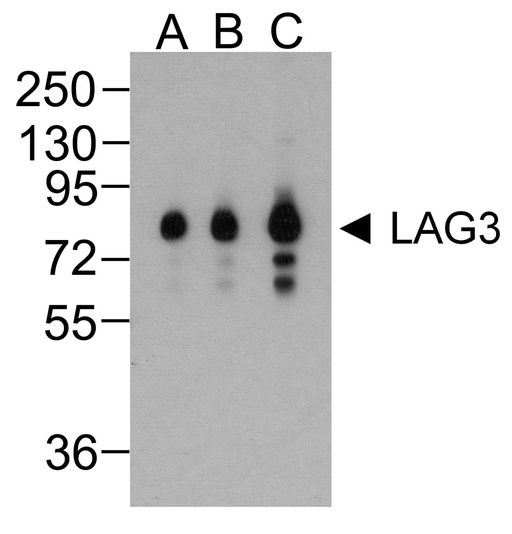 Monoclonal Mouse anti-Human LAG3 Antibody (clone 5F11, IHC, IF, WB)