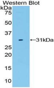 LRP3 Antibody (aa184-435, PE)