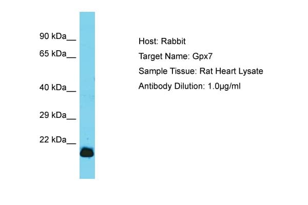 GPX7 Antibody (aa105-154)