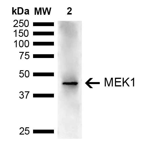 MAP2K1 / MKK1 / MEK1 Antibody (APC)