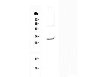 IL27 Antibody